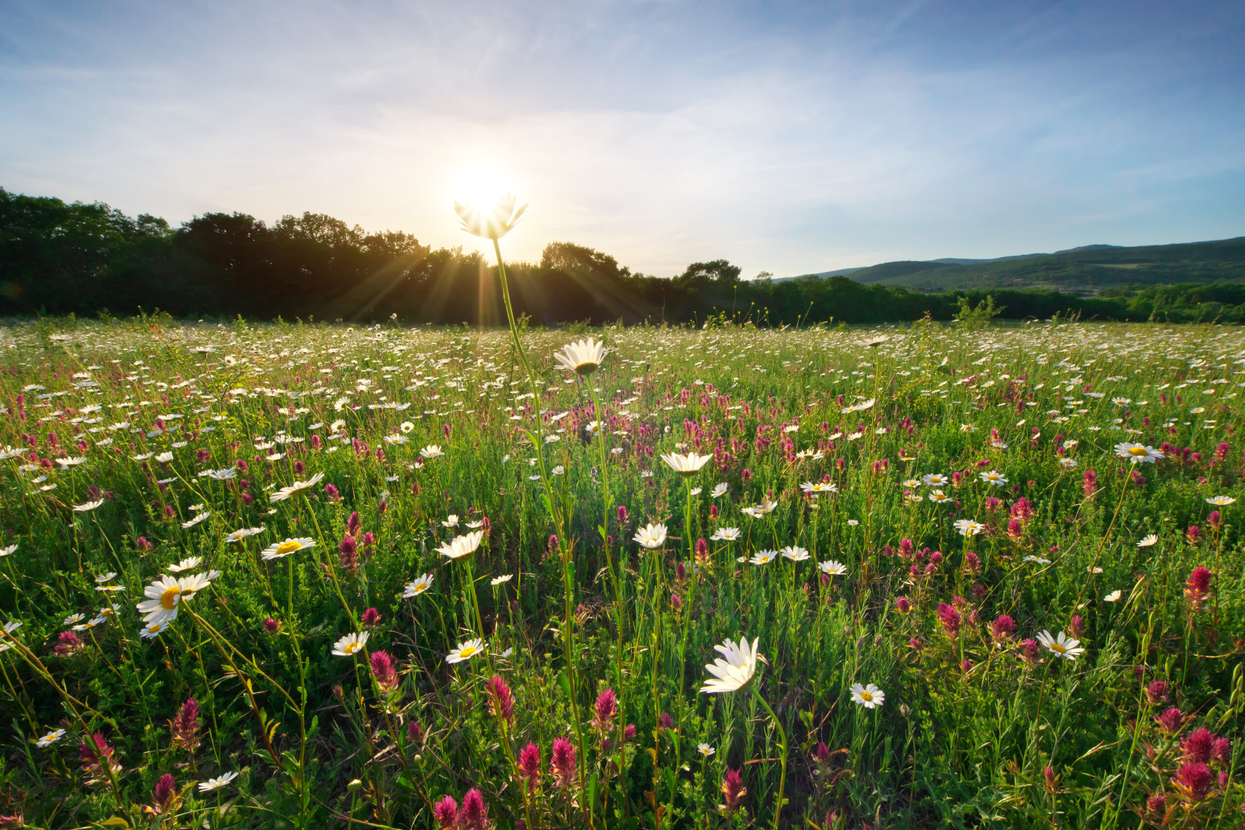 Spring camomile flowers and sunshine. Nature composition.